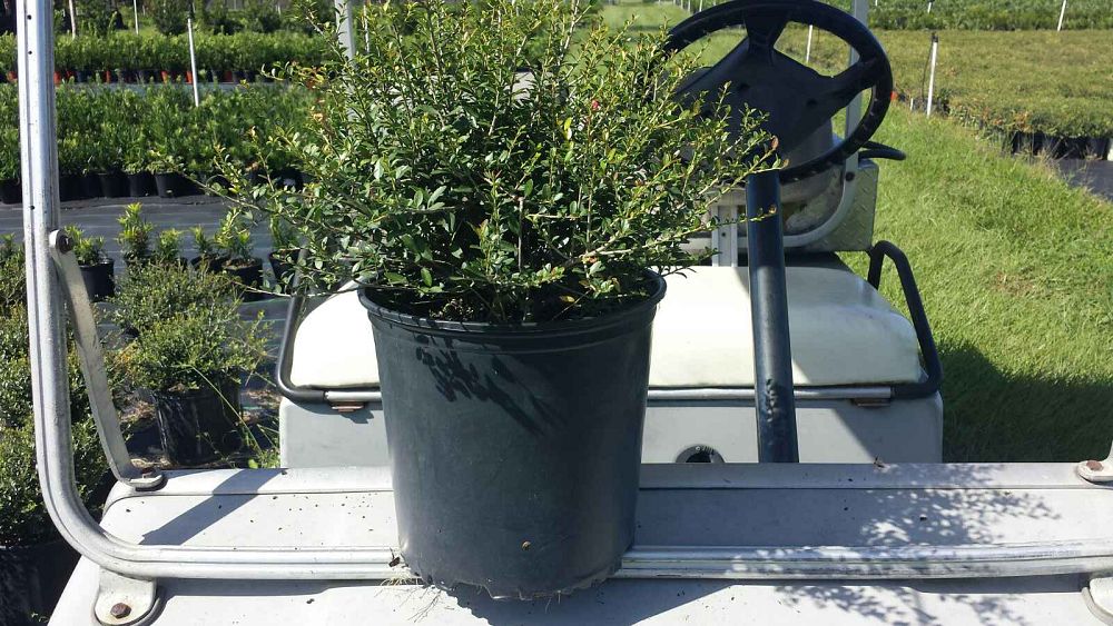 ilex-vomitoria-schillings-yaupon-holly-ilex-vomitoria-stokes-dwarf