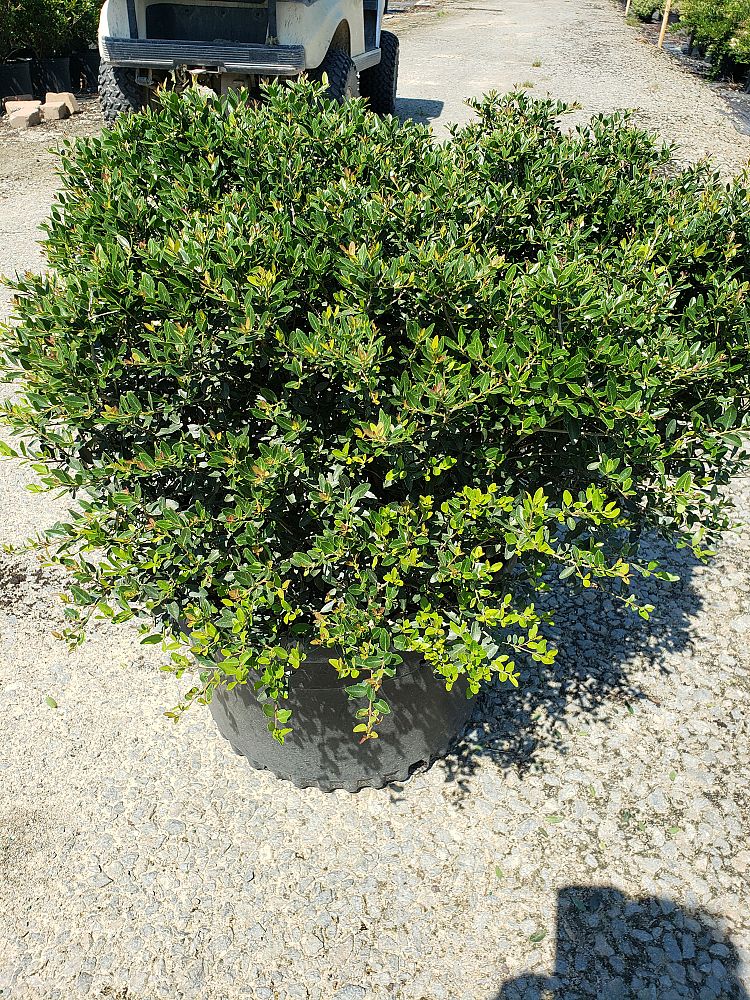 ilex-vomitoria-schillings-yaupon-holly-ilex-vomitoria-stokes-dwarf