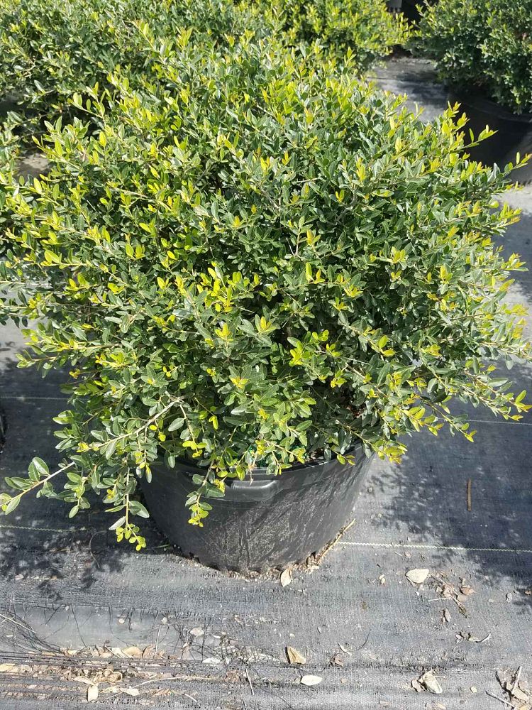 ilex-vomitoria-schillings-yaupon-holly-ilex-vomitoria-stokes-dwarf