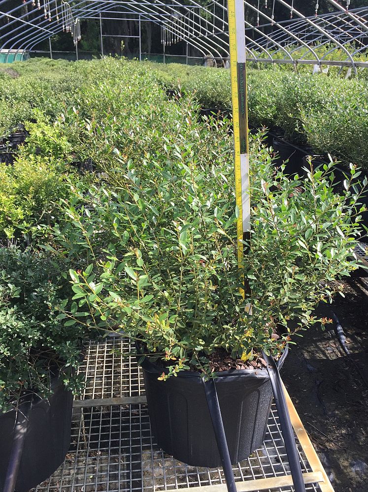ilex-vomitoria-schillings-yaupon-holly-ilex-vomitoria-stokes-dwarf