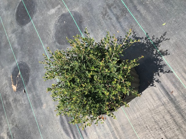 ilex-vomitoria-schillings-yaupon-holly-ilex-vomitoria-stokes-dwarf