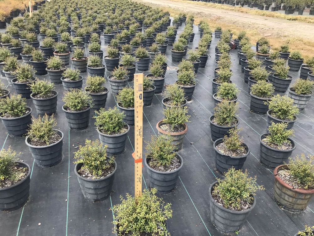 ilex-vomitoria-schillings-yaupon-holly-ilex-vomitoria-stokes-dwarf