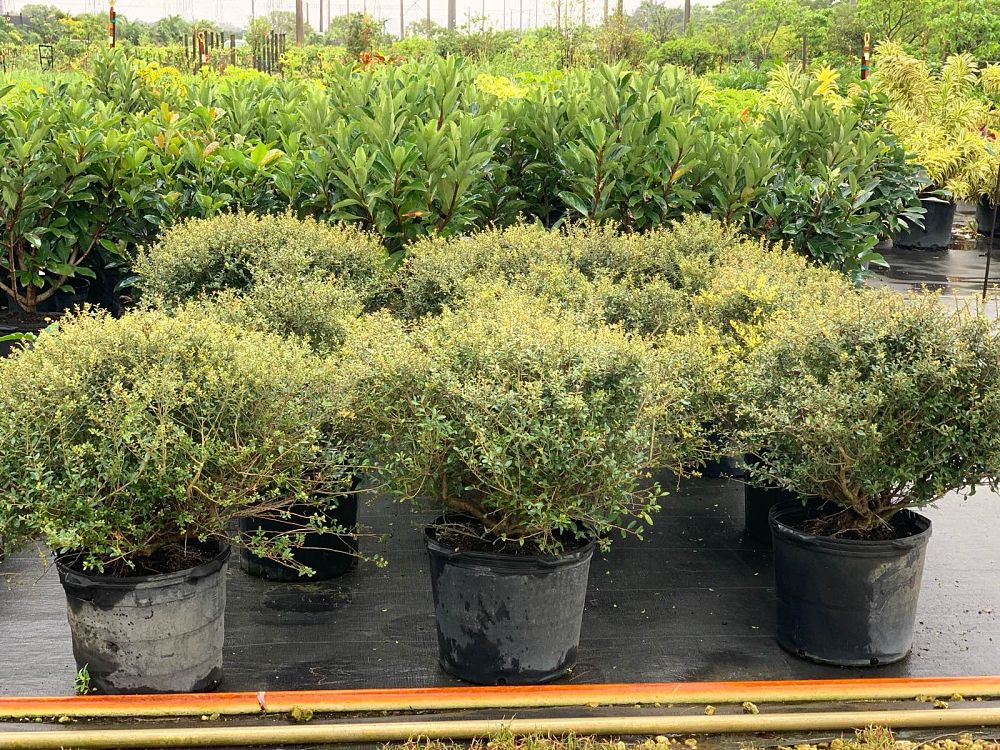 ilex-vomitoria-schillings-yaupon-holly-ilex-vomitoria-stokes-dwarf