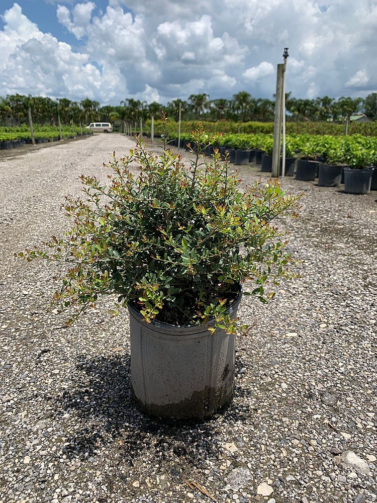 ilex-vomitoria-schillings-yaupon-holly-ilex-vomitoria-stokes-dwarf