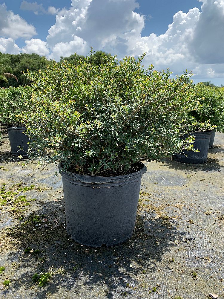 ilex-vomitoria-schillings-yaupon-holly-ilex-vomitoria-stokes-dwarf