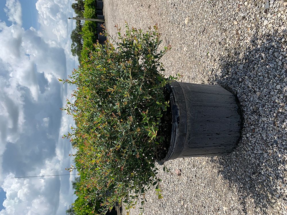 ilex-vomitoria-schillings-yaupon-holly-ilex-vomitoria-stokes-dwarf