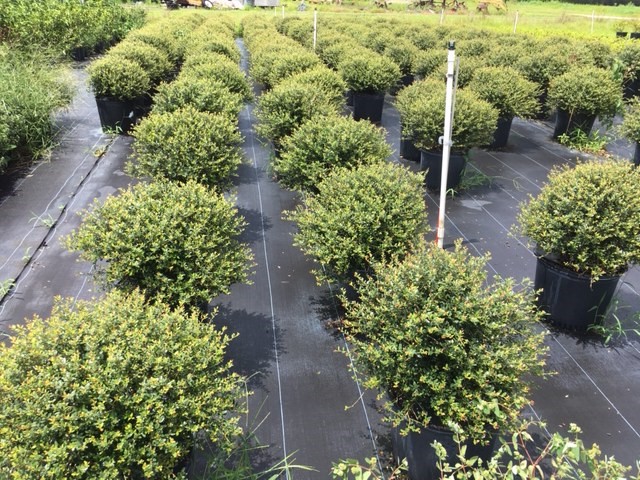 ilex-vomitoria-schillings-yaupon-holly-ilex-vomitoria-stokes-dwarf