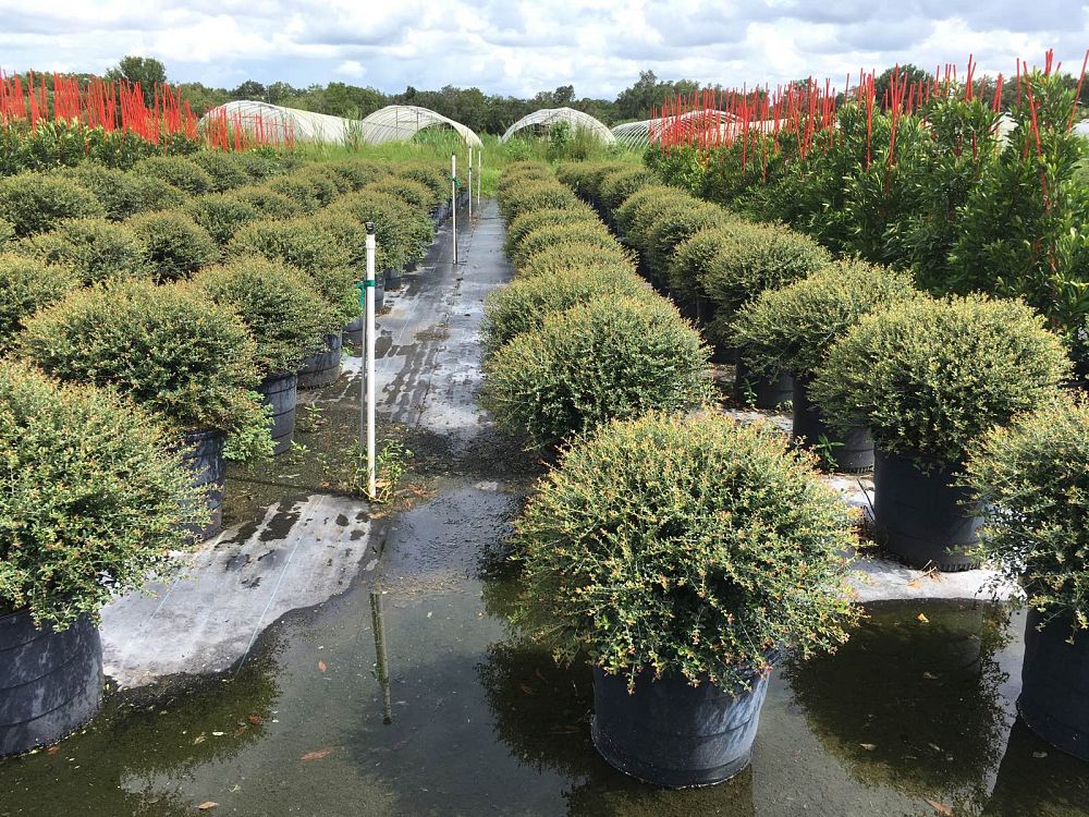 ilex-vomitoria-schillings-yaupon-holly-ilex-vomitoria-stokes-dwarf