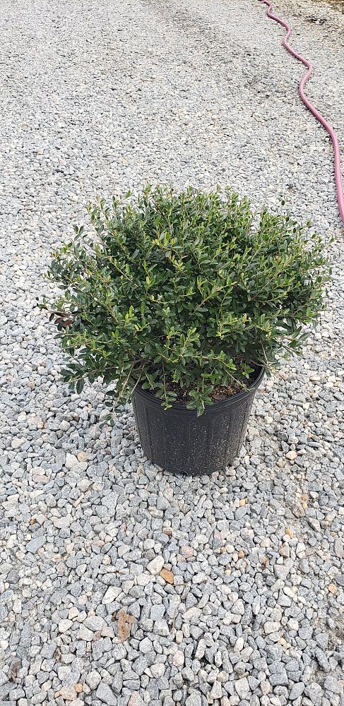 ilex-vomitoria-schillings-yaupon-holly-ilex-vomitoria-stokes-dwarf