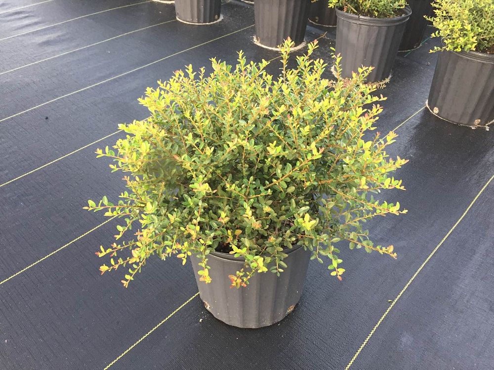 ilex-vomitoria-schillings-yaupon-holly-ilex-vomitoria-stokes-dwarf