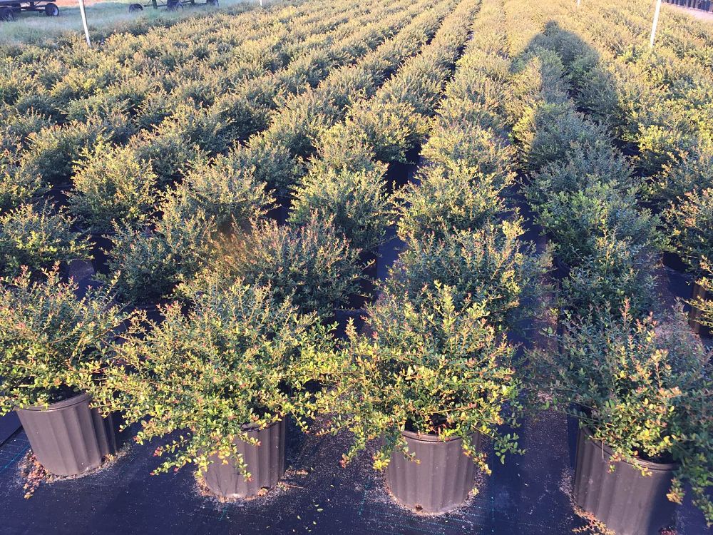 ilex-vomitoria-schillings-yaupon-holly-ilex-vomitoria-stokes-dwarf