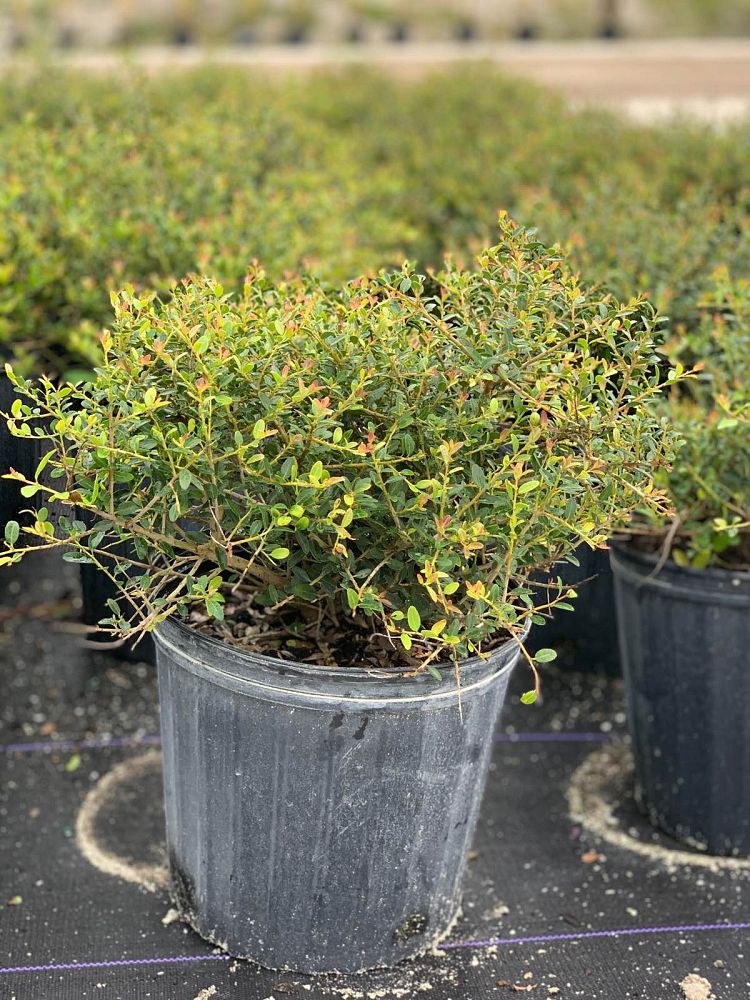 ilex-vomitoria-schillings-yaupon-holly-ilex-vomitoria-stokes-dwarf
