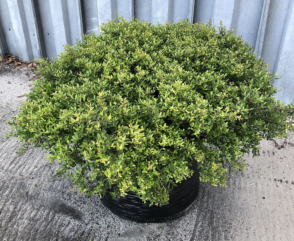 ilex-vomitoria-schillings-yaupon-holly-ilex-vomitoria-stokes-dwarf