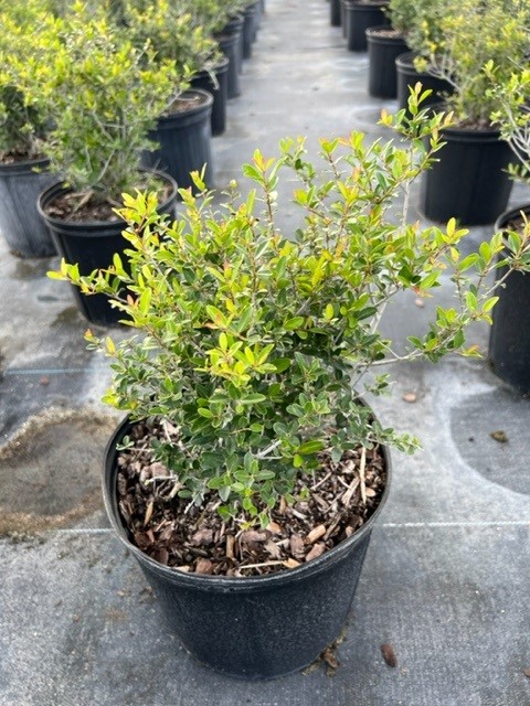 ilex-vomitoria-schillings-yaupon-holly-ilex-vomitoria-stokes-dwarf