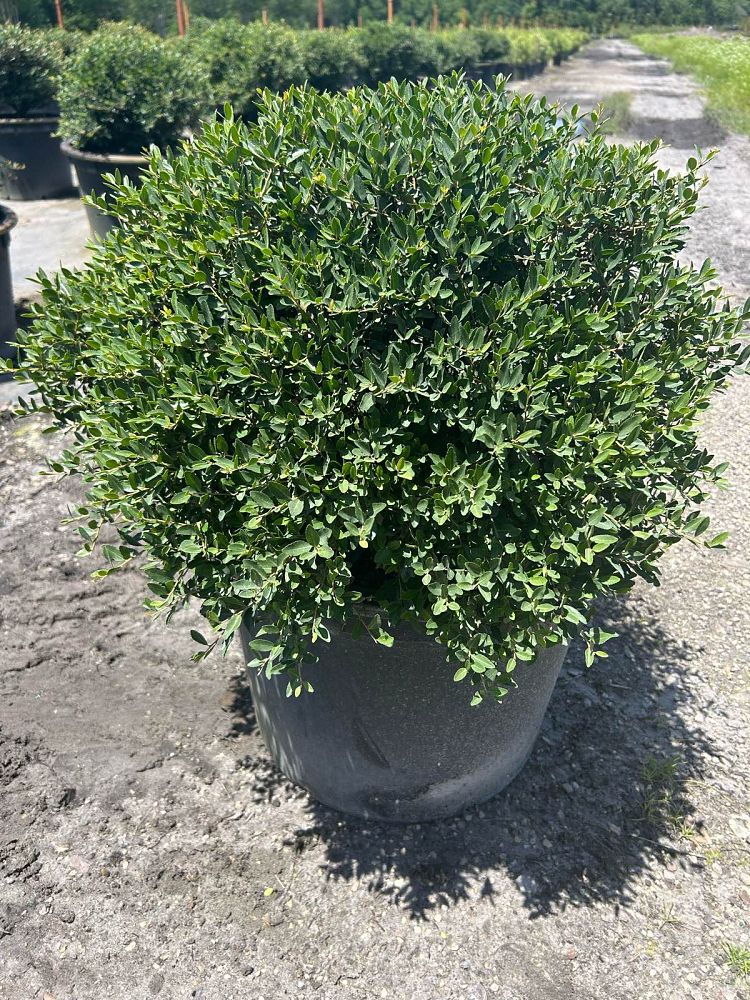 ilex-vomitoria-schillings-yaupon-holly-ilex-vomitoria-stokes-dwarf