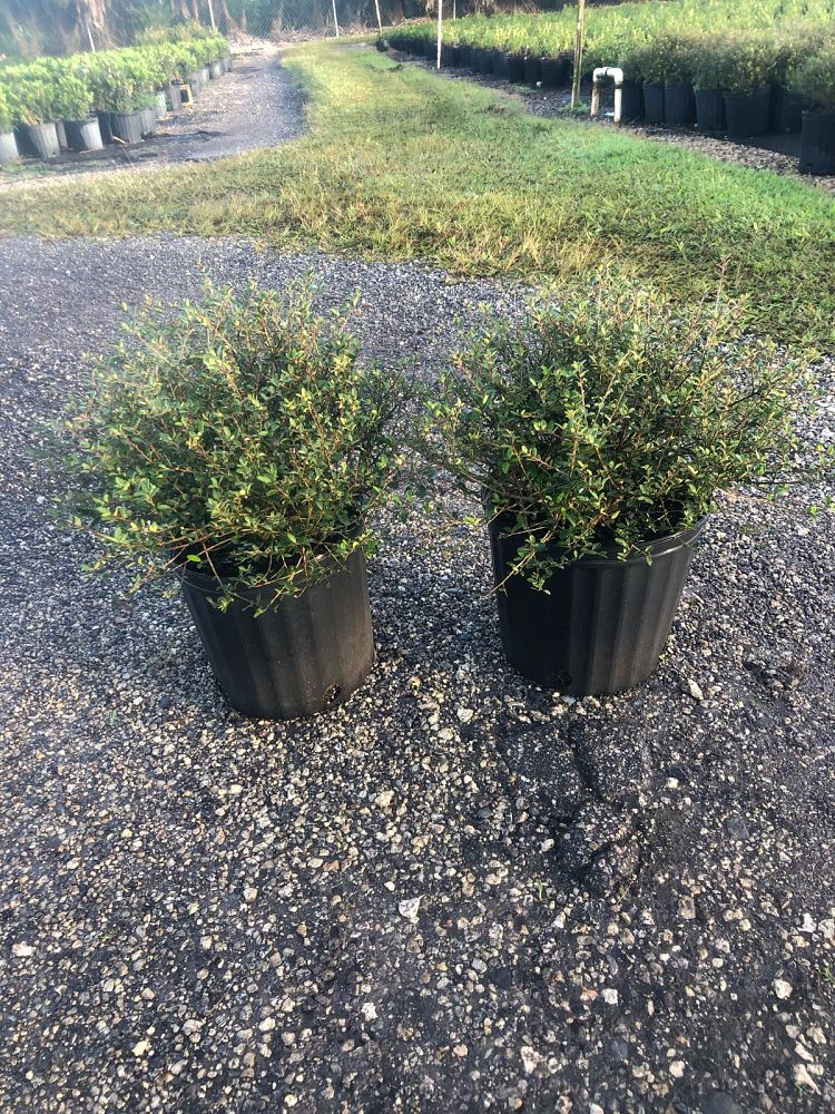 ilex-vomitoria-schillings-yaupon-holly-ilex-vomitoria-stokes-dwarf