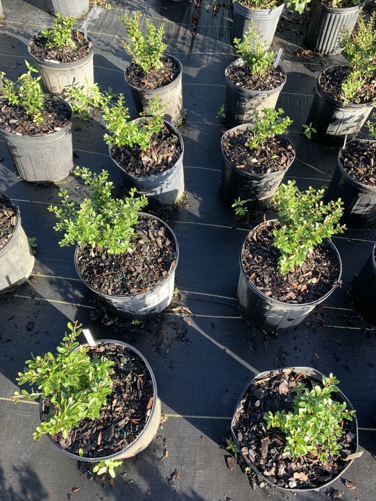 ilex-vomitoria-schillings-yaupon-holly-ilex-vomitoria-stokes-dwarf