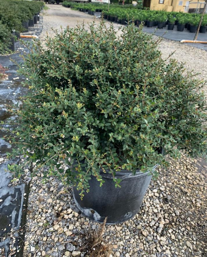 ilex-vomitoria-schillings-yaupon-holly-ilex-vomitoria-stokes-dwarf