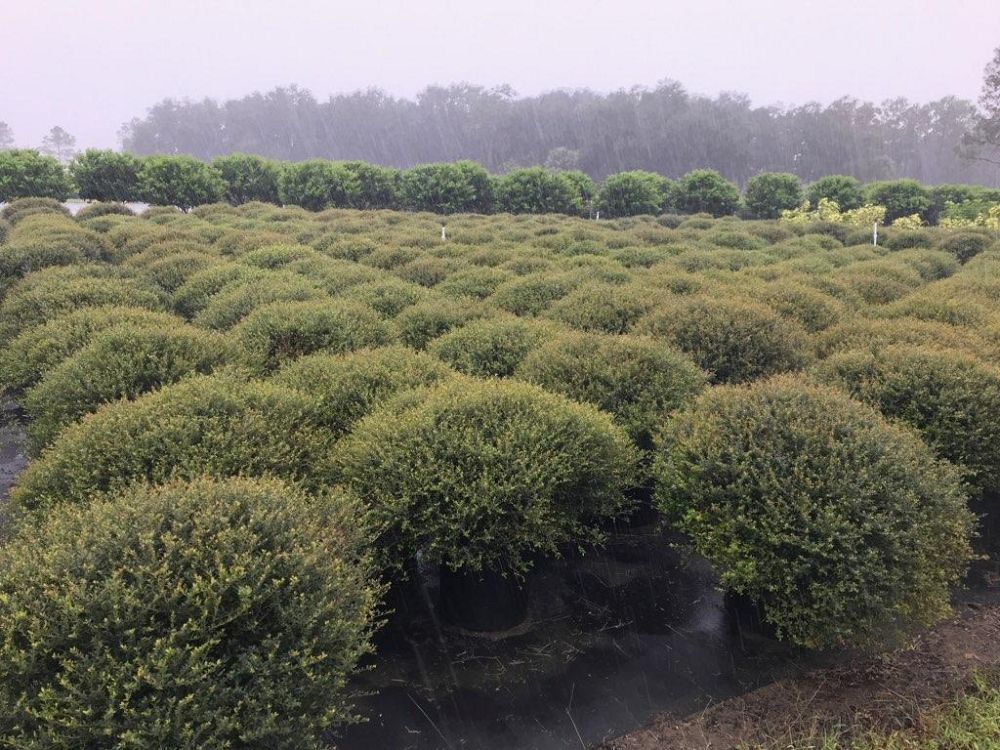 ilex-vomitoria-schillings-yaupon-holly-ilex-vomitoria-stokes-dwarf