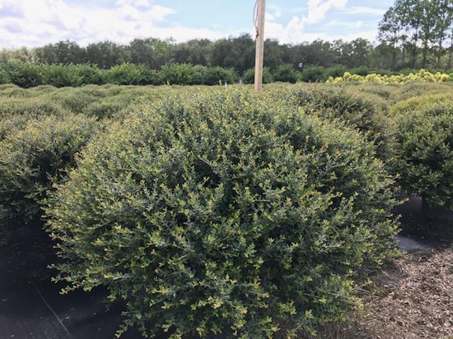 ilex-vomitoria-schillings-yaupon-holly-ilex-vomitoria-stokes-dwarf