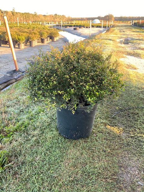 ilex-vomitoria-schillings-yaupon-holly-ilex-vomitoria-stokes-dwarf