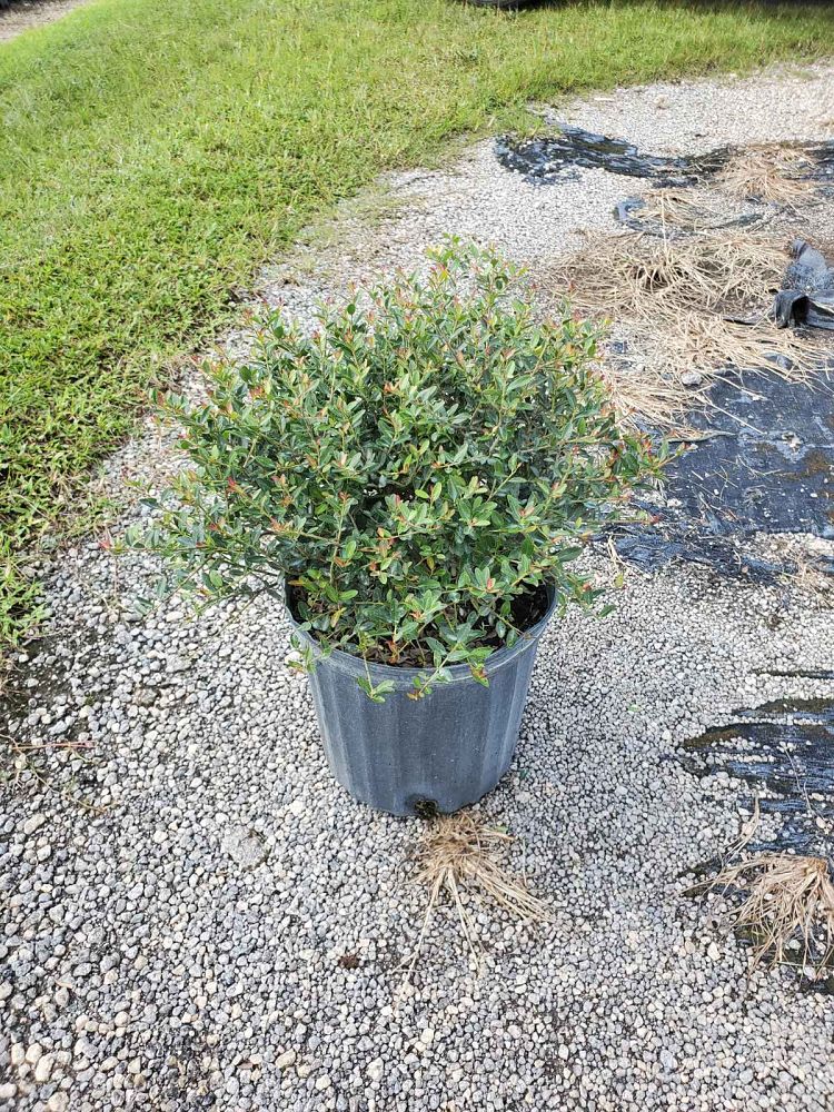 ilex-vomitoria-schillings-yaupon-holly-ilex-vomitoria-stokes-dwarf