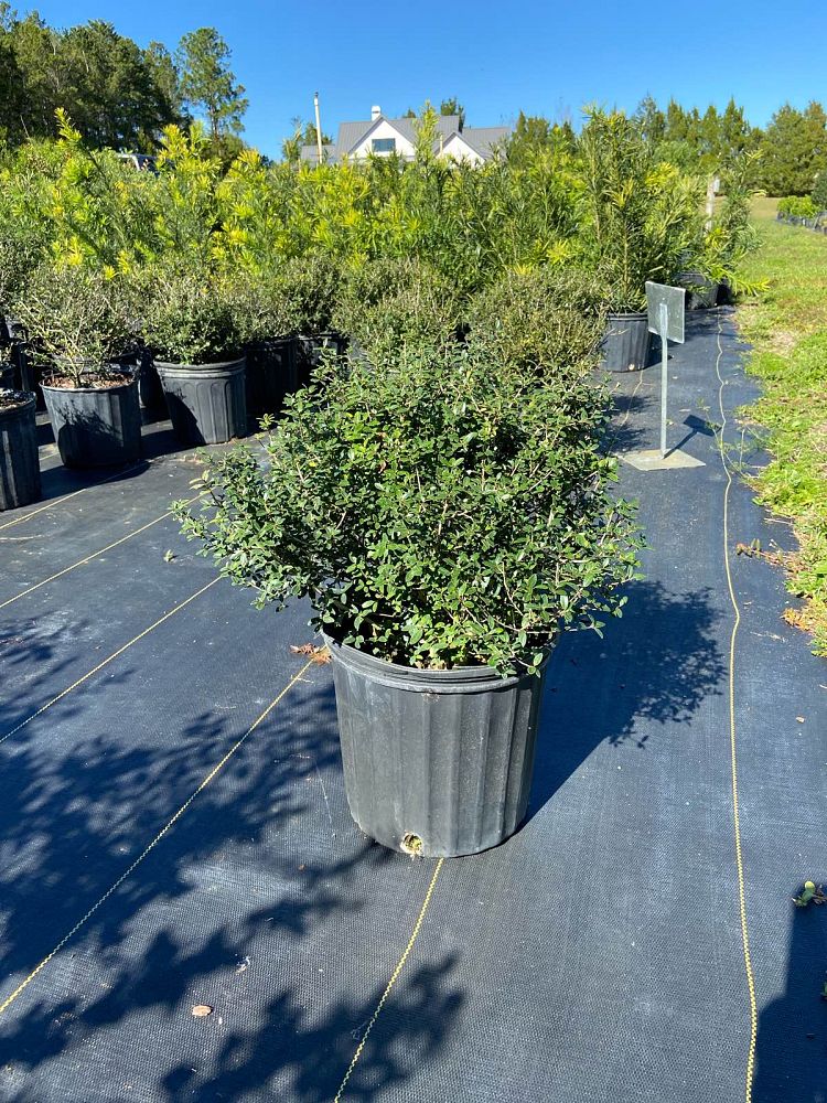 ilex-vomitoria-schillings-yaupon-holly-ilex-vomitoria-stokes-dwarf