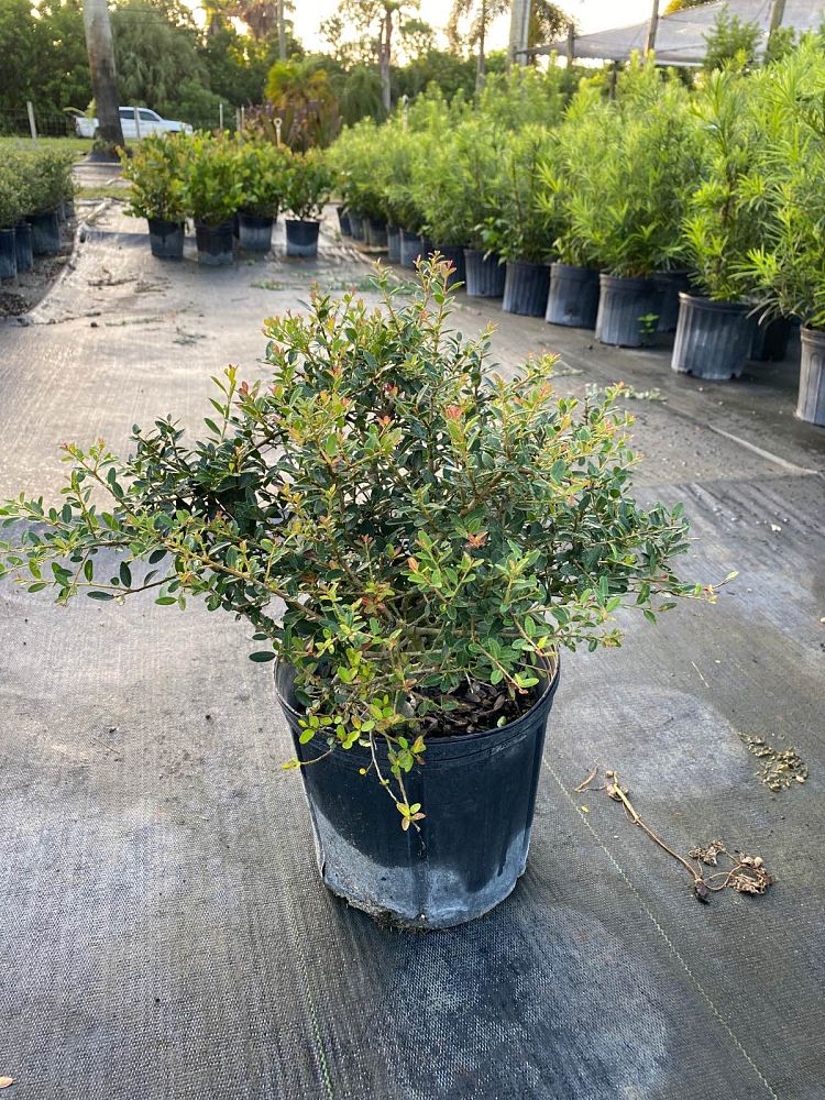 ilex-vomitoria-schillings-yaupon-holly-ilex-vomitoria-stokes-dwarf