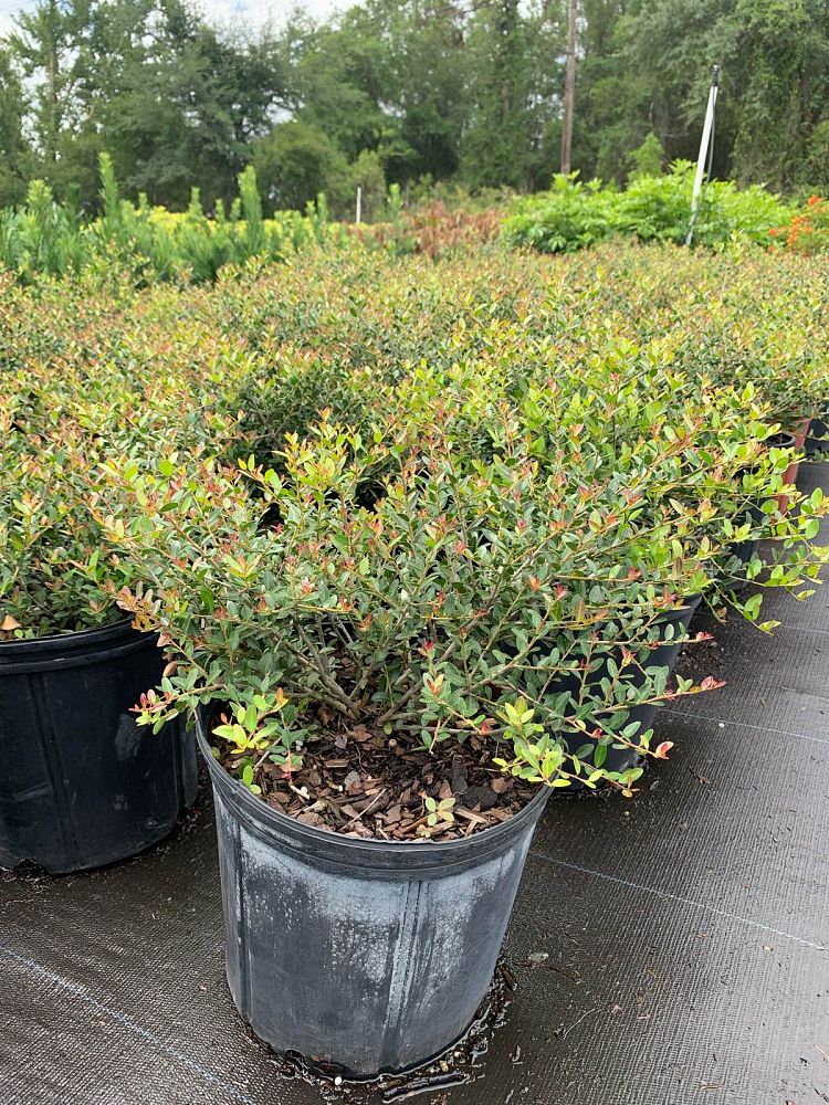 ilex-vomitoria-schillings-yaupon-holly-ilex-vomitoria-stokes-dwarf