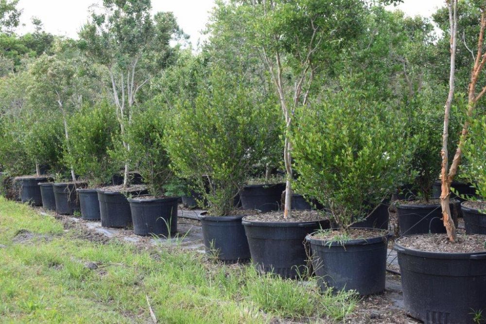 ilex-vomitoria-schillings-yaupon-holly-ilex-vomitoria-stokes-dwarf