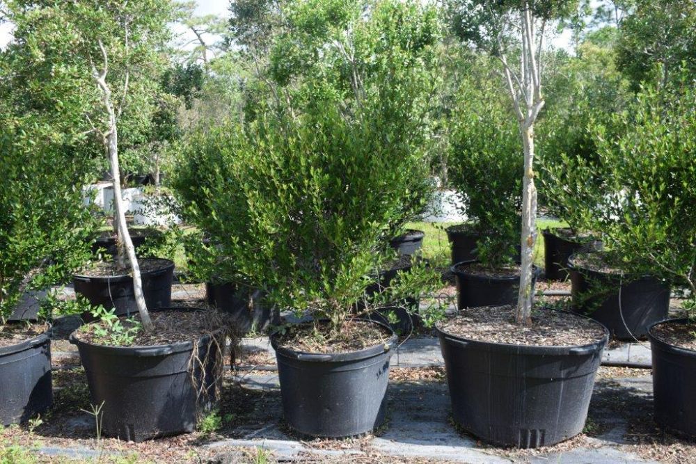 ilex-vomitoria-schillings-yaupon-holly-ilex-vomitoria-stokes-dwarf