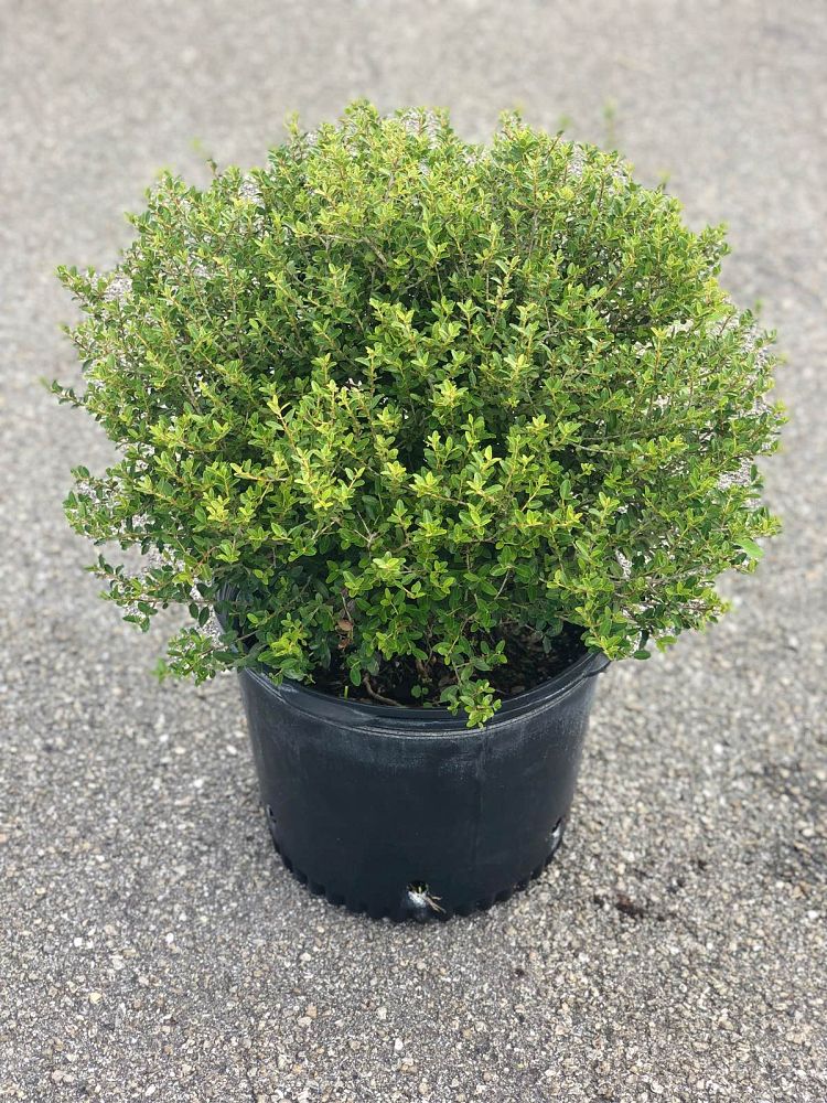 ilex-vomitoria-schillings-yaupon-holly-ilex-vomitoria-stokes-dwarf