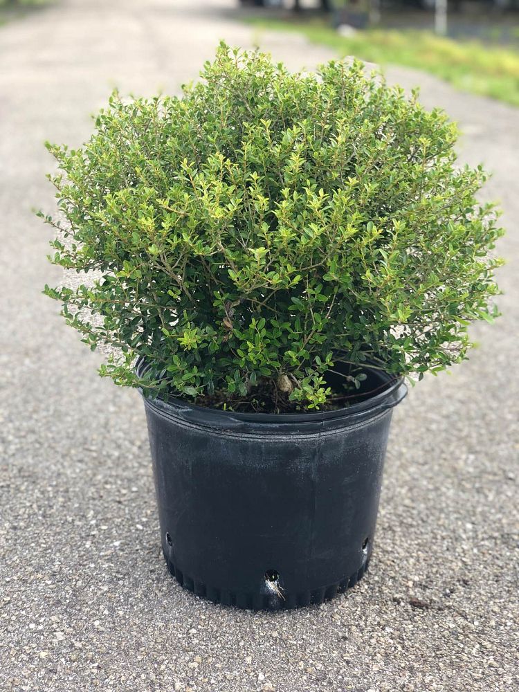 ilex-vomitoria-schillings-yaupon-holly-ilex-vomitoria-stokes-dwarf