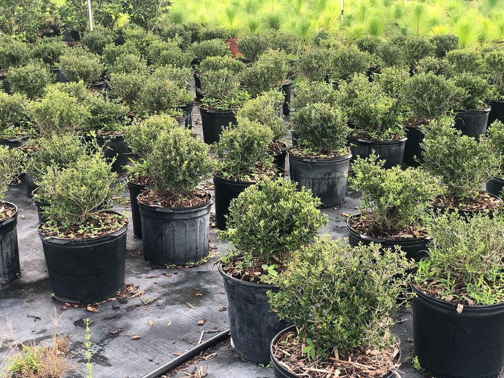 ilex-vomitoria-schillings-yaupon-holly-ilex-vomitoria-stokes-dwarf