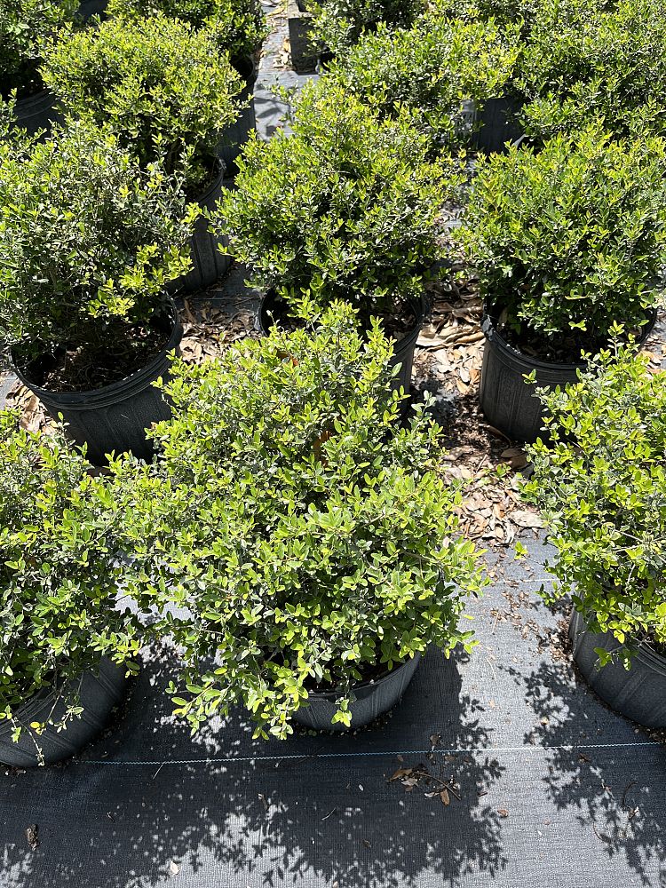 ilex-vomitoria-schillings-yaupon-holly-ilex-vomitoria-stokes-dwarf