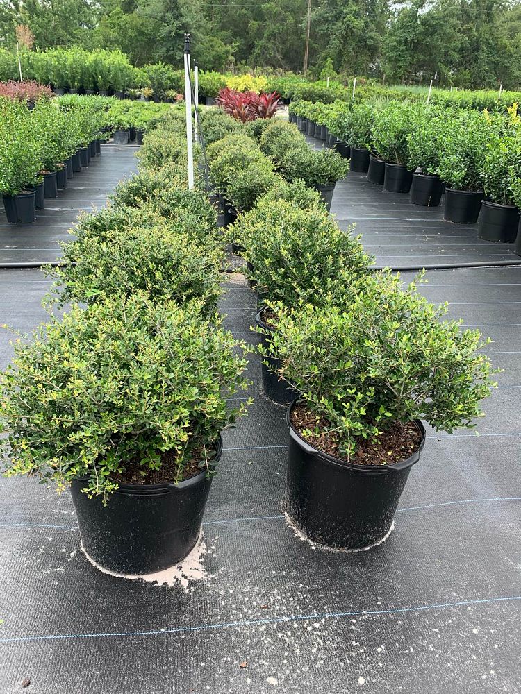 ilex-vomitoria-schillings-yaupon-holly-ilex-vomitoria-stokes-dwarf