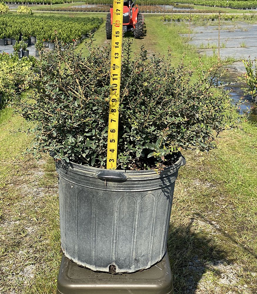 ilex-vomitoria-schillings-yaupon-holly-ilex-vomitoria-stokes-dwarf