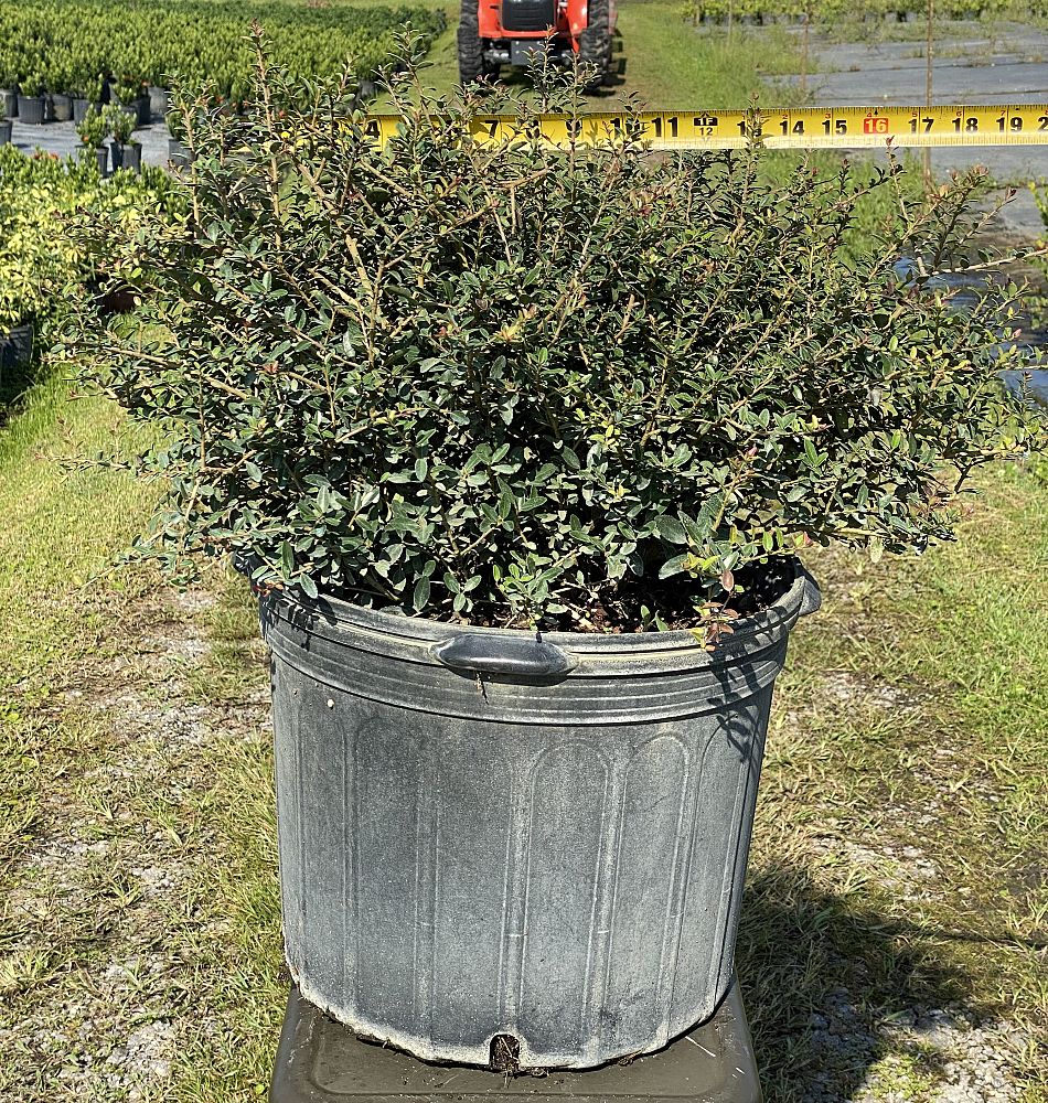 ilex-vomitoria-schillings-yaupon-holly-ilex-vomitoria-stokes-dwarf