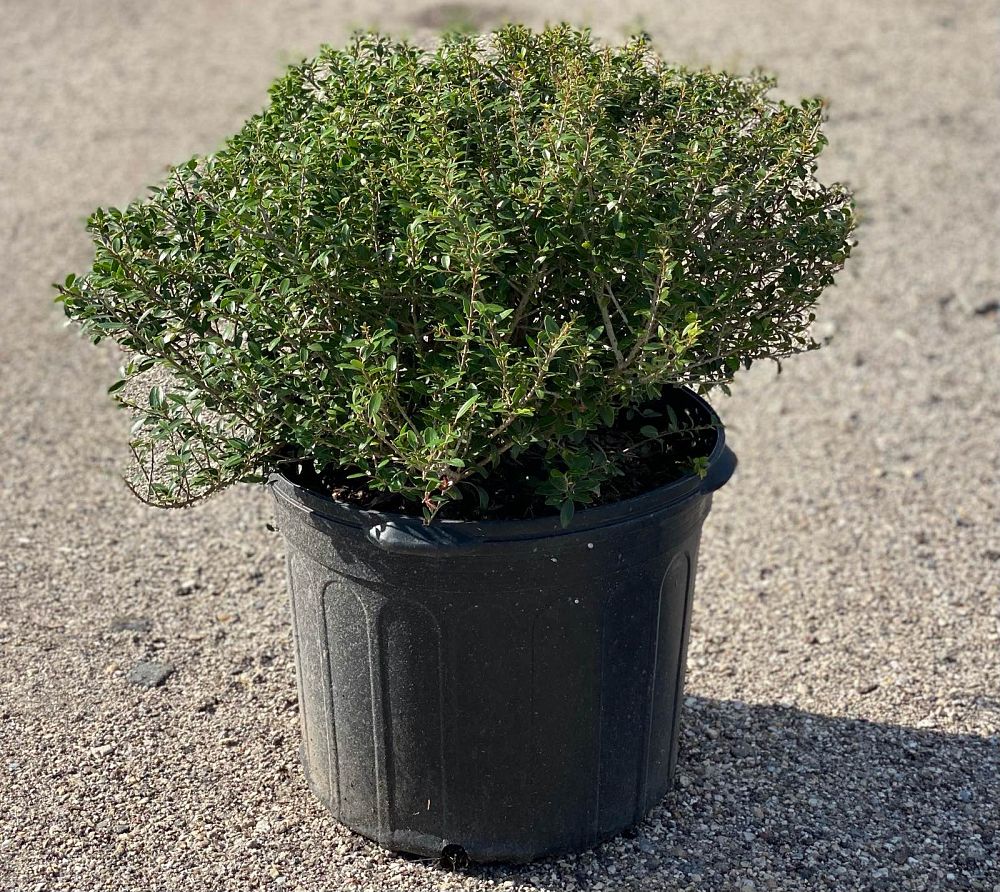 ilex-vomitoria-schillings-yaupon-holly-ilex-vomitoria-stokes-dwarf