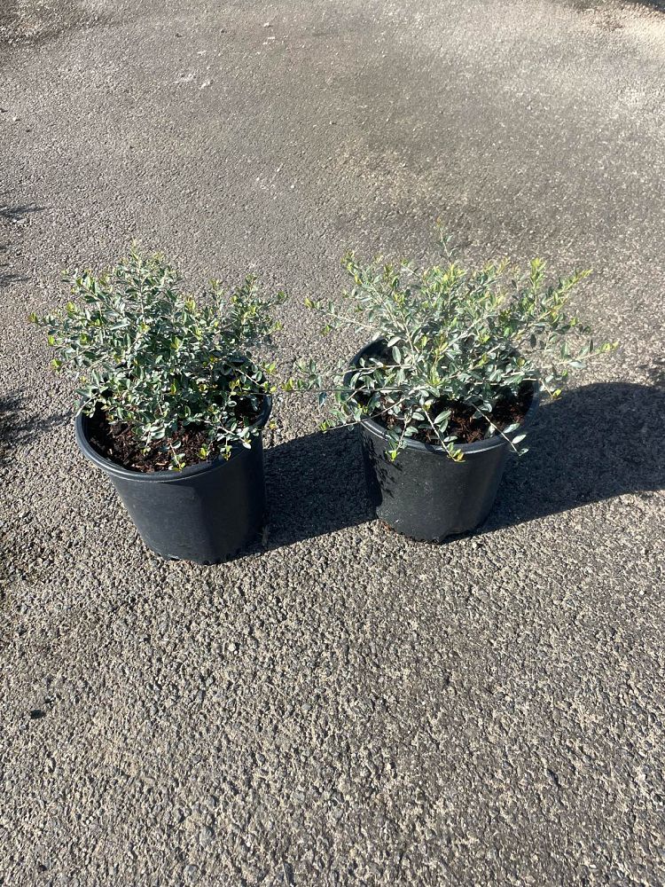 ilex-vomitoria-schillings-yaupon-holly-ilex-vomitoria-stokes-dwarf
