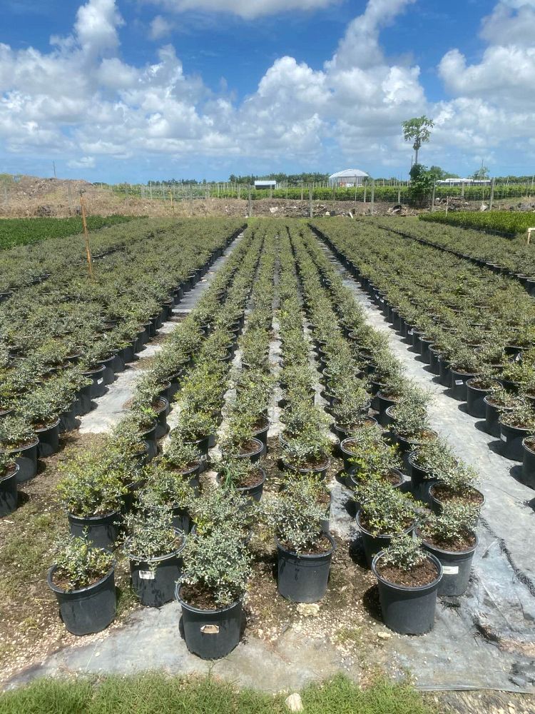 ilex-vomitoria-schillings-yaupon-holly-ilex-vomitoria-stokes-dwarf