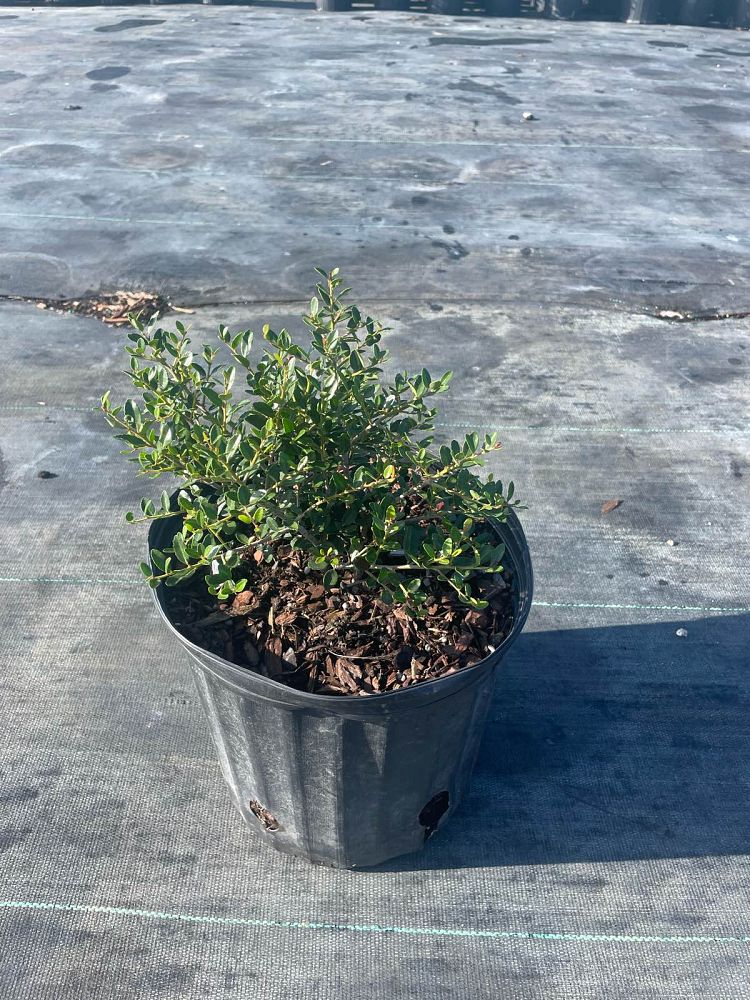 ilex-vomitoria-schillings-yaupon-holly-ilex-vomitoria-stokes-dwarf