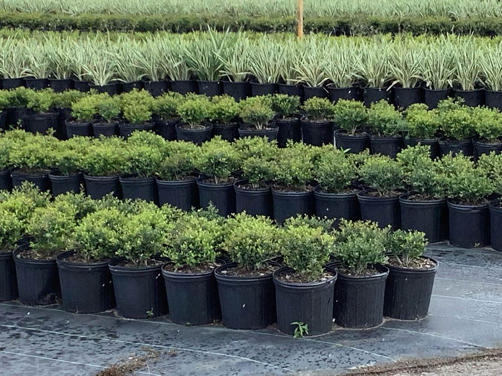 ilex-vomitoria-schillings-yaupon-holly-ilex-vomitoria-stokes-dwarf