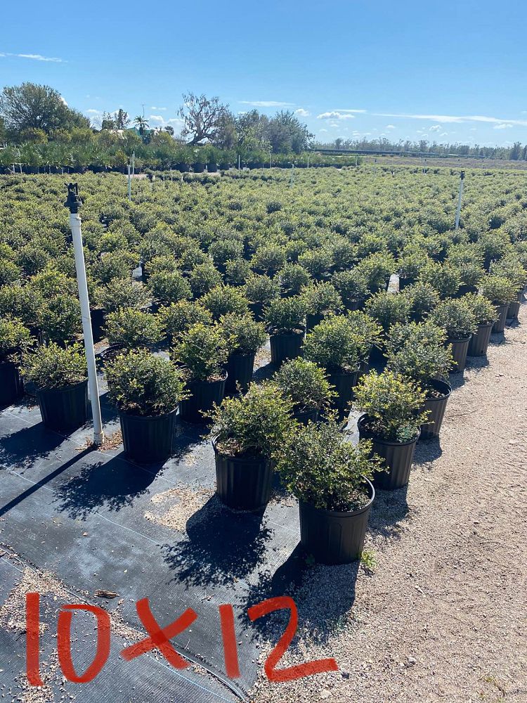 ilex-vomitoria-schillings-yaupon-holly-ilex-vomitoria-stokes-dwarf