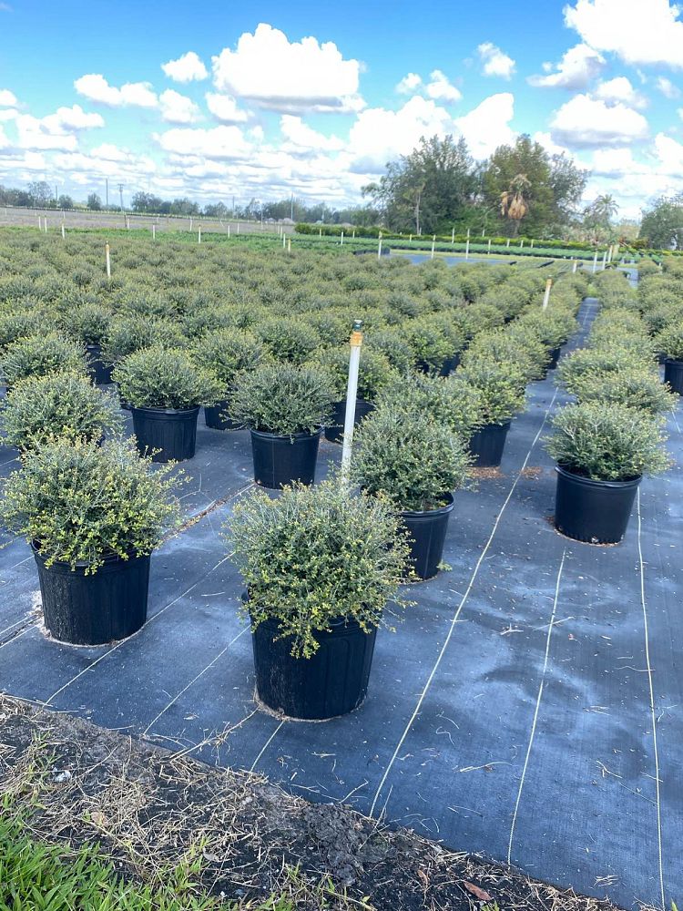 ilex-vomitoria-schillings-yaupon-holly-ilex-vomitoria-stokes-dwarf