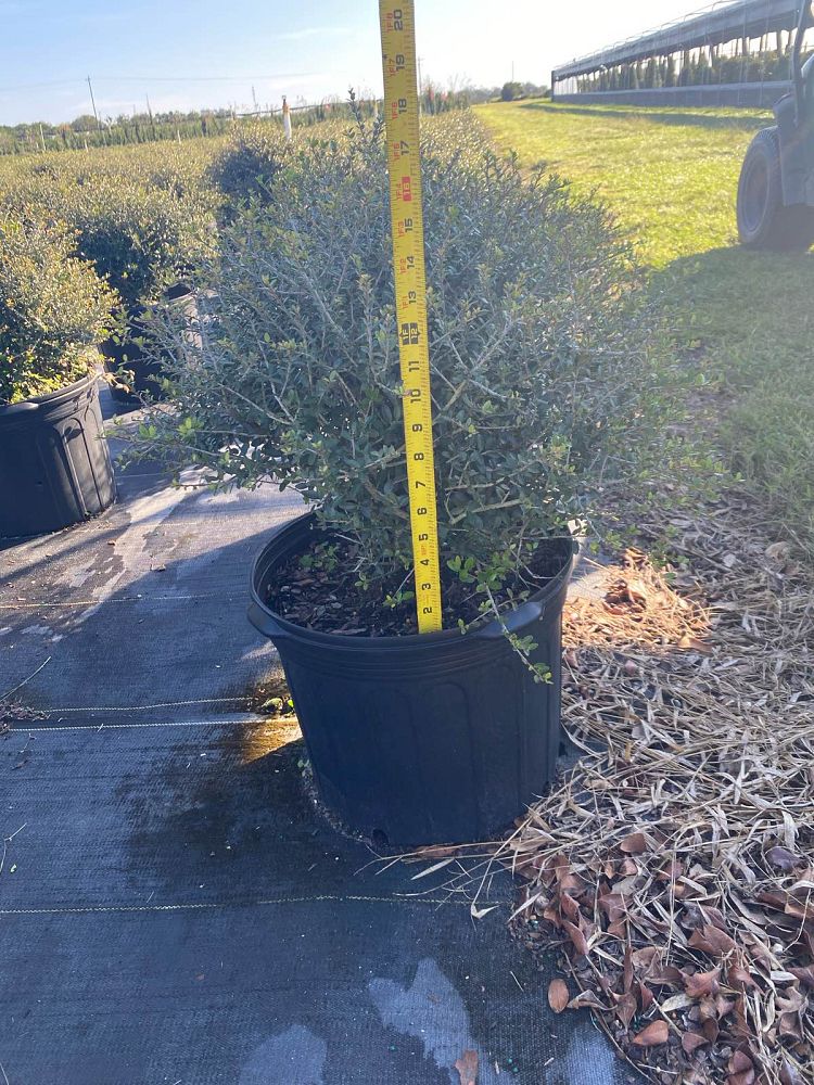 ilex-vomitoria-schillings-yaupon-holly-ilex-vomitoria-stokes-dwarf