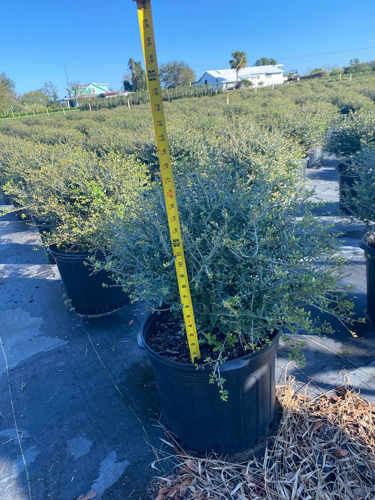 ilex-vomitoria-schillings-yaupon-holly-ilex-vomitoria-stokes-dwarf