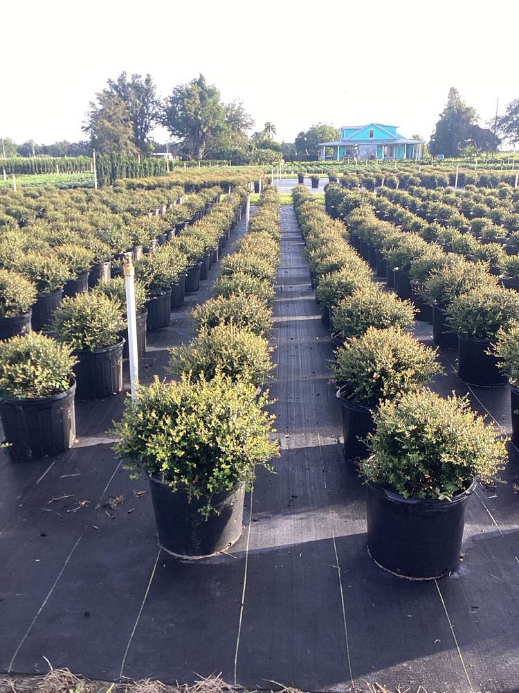 ilex-vomitoria-schillings-yaupon-holly-ilex-vomitoria-stokes-dwarf