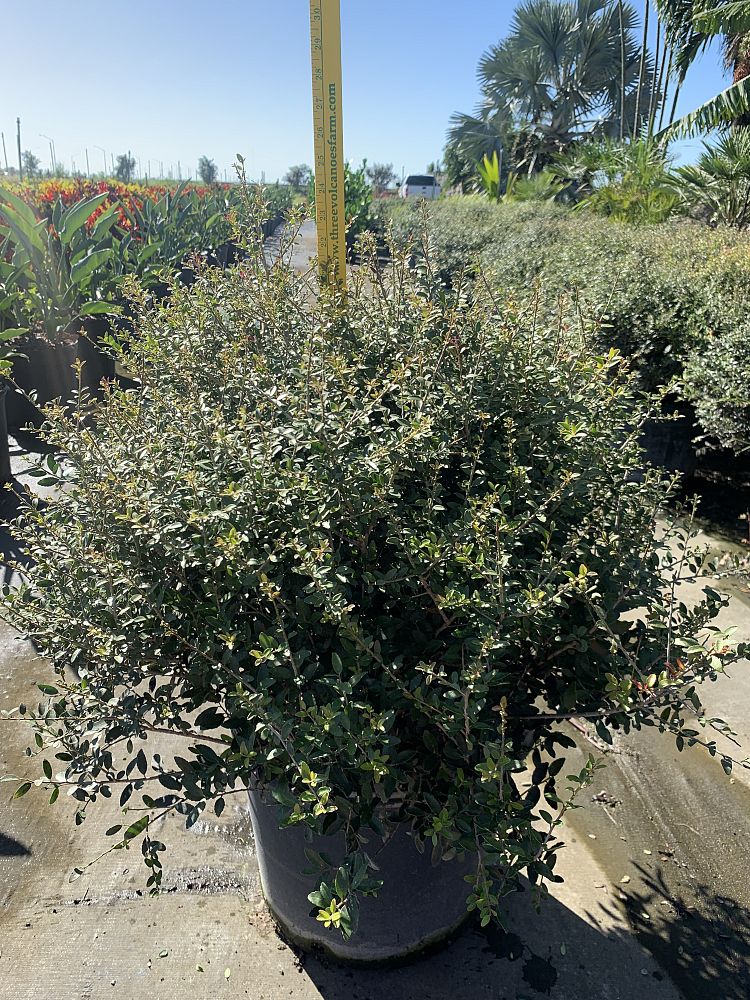 ilex-vomitoria-schillings-yaupon-holly-ilex-vomitoria-stokes-dwarf