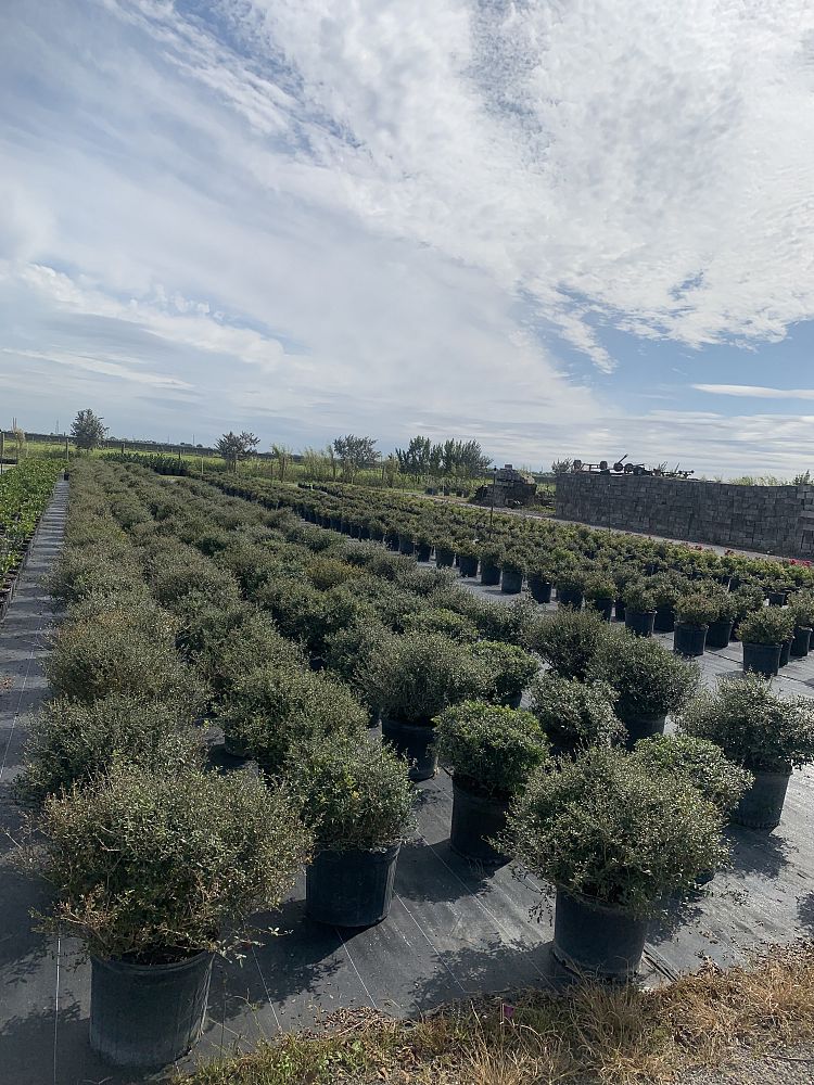 ilex-vomitoria-schillings-yaupon-holly-ilex-vomitoria-stokes-dwarf